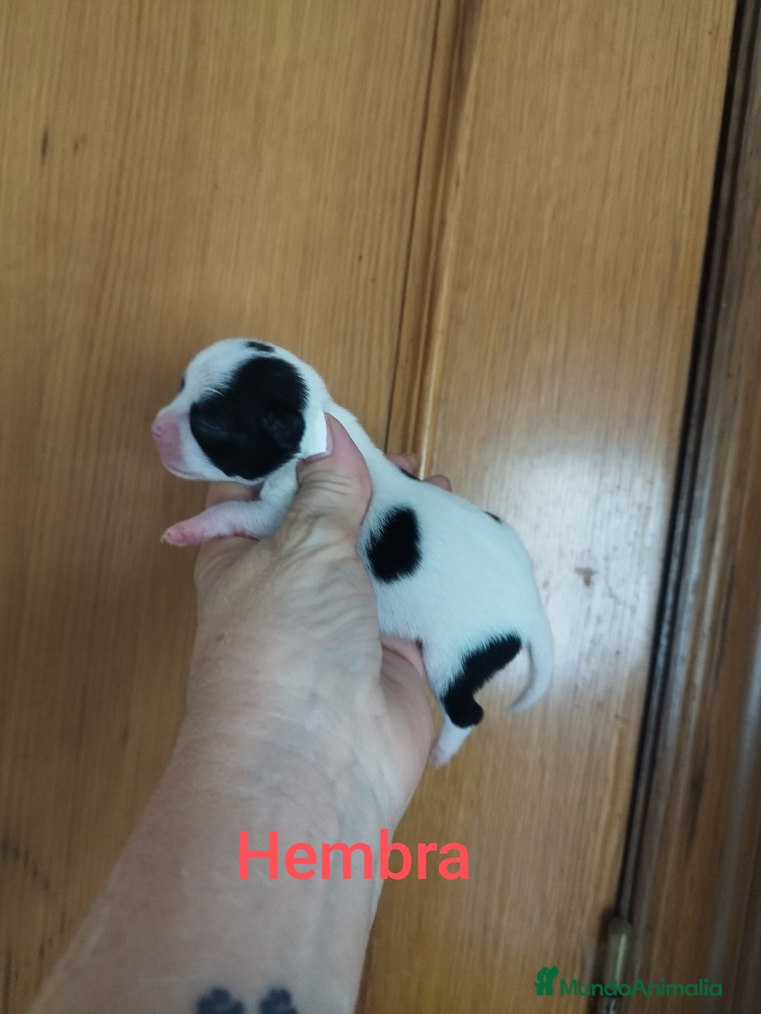 Chihuahua perros en venta: CHIHUAHUAS TOYS CALIDAD Y SELECCIÓN  - Imagen 3