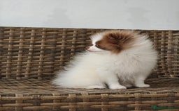 Pomerania perros en venta: Lulú Pomerania  - Imagen 5
