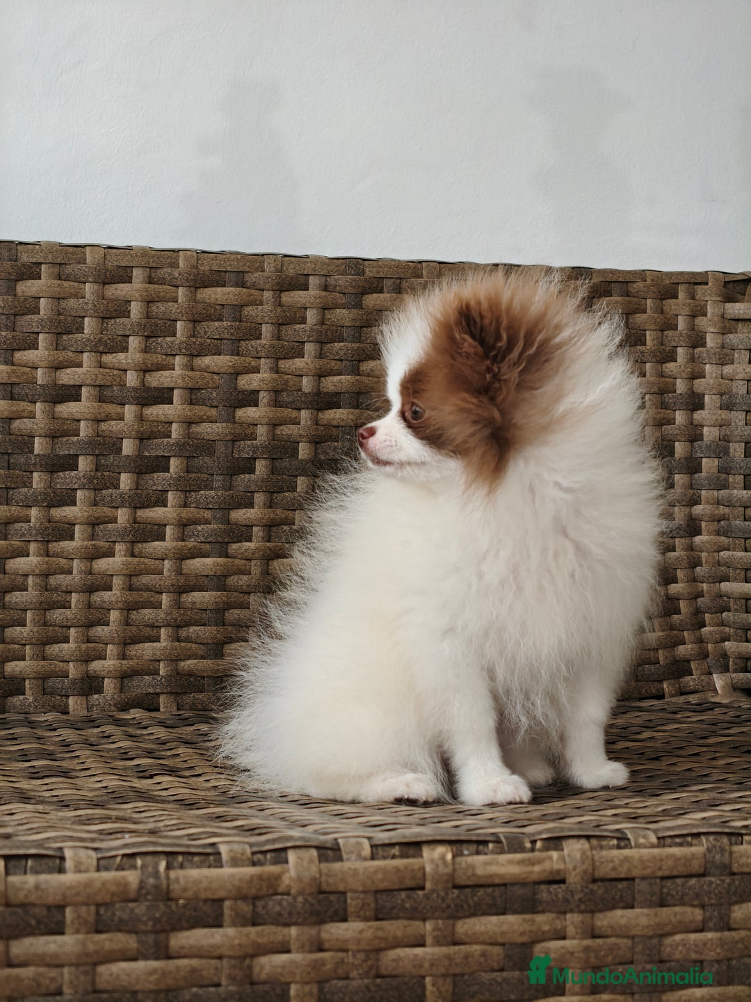 Pomerania perros en venta: Lulú Pomerania  - Imagen 5