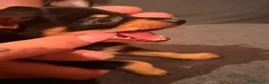 Pinscher Miniatura Cachorro 1
