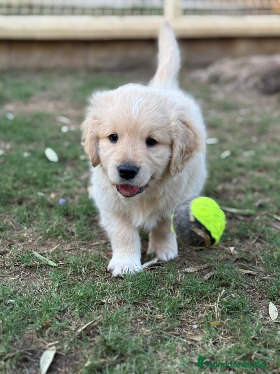 Golden Retriever perros en venta: Golden retriver  - Imagen 5