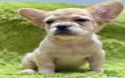 Bulldog Francés perros en venta: BULLDOG FRANCÉS FLUFFY PLATINUM - Imagen 4