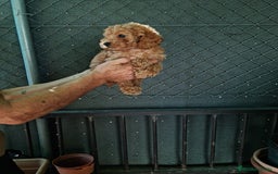 Caniche Toy perros en venta: Caniche toy - Imagen 9