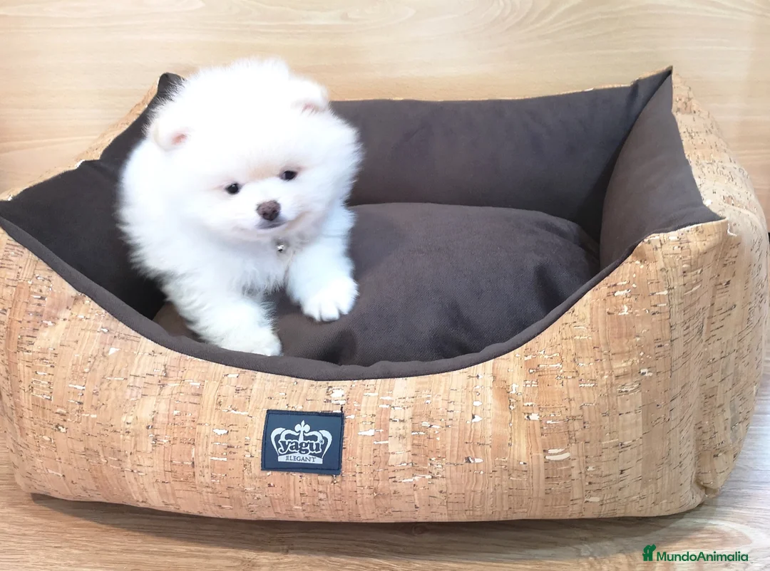 Pomerania perros en venta: Lulú de pomerania  en Barcelona - Anuncio 5