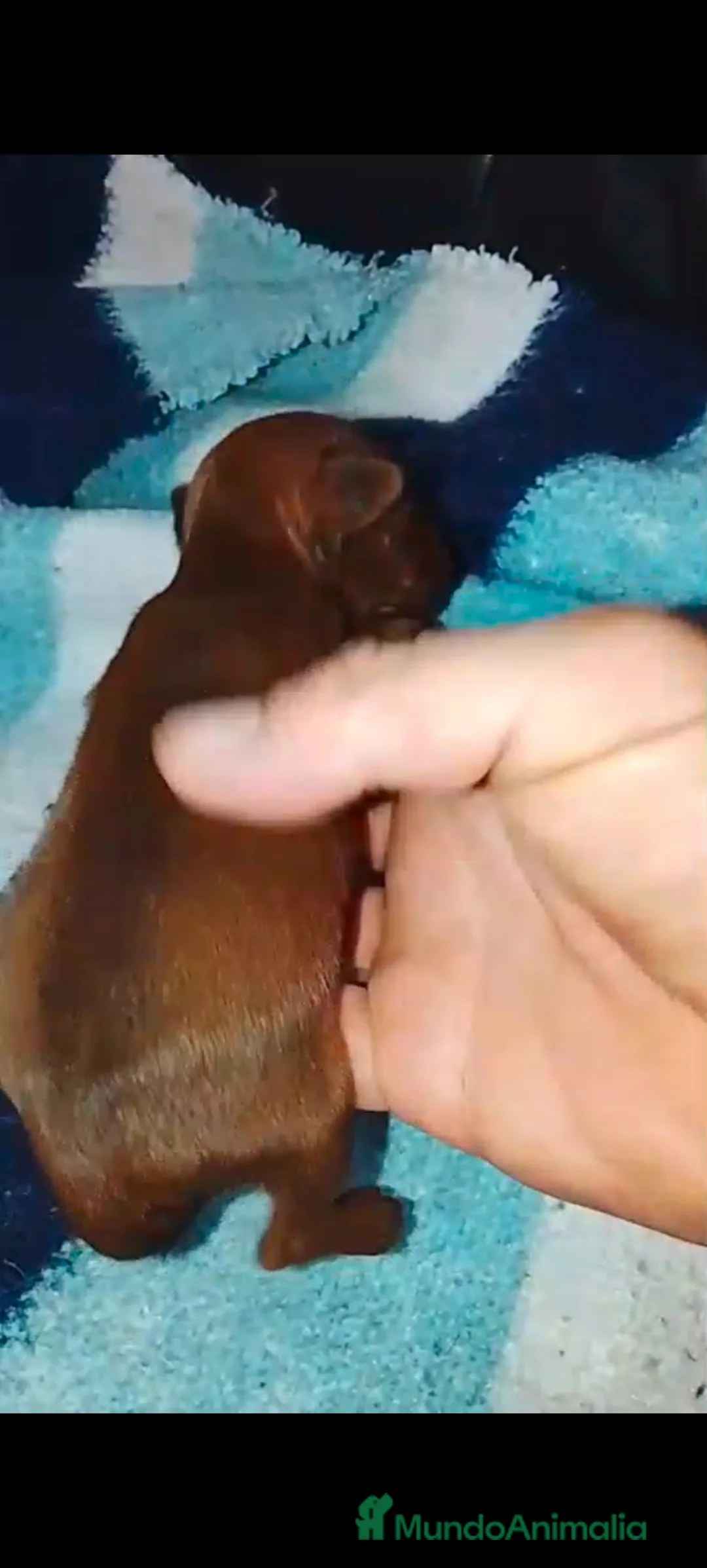 Pinscher Miniatura perros en venta: Mini pinche hembra y macho  - Anuncio 1