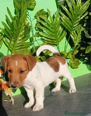 Raza Mixta perros - Anuncio 1