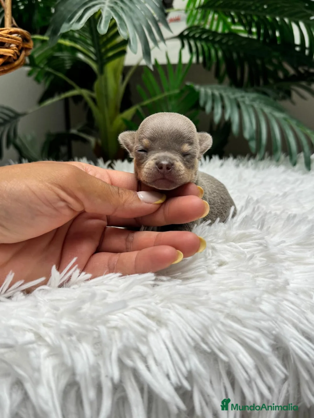Chihuahua perros en venta: CHIHUAHUA LILAC 🎀 - Anuncio 2