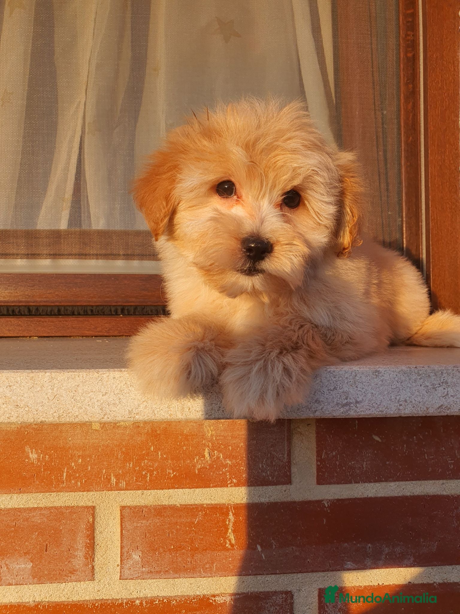 Maltipoo perros Maltipoo cachorro macho - Anuncio 2