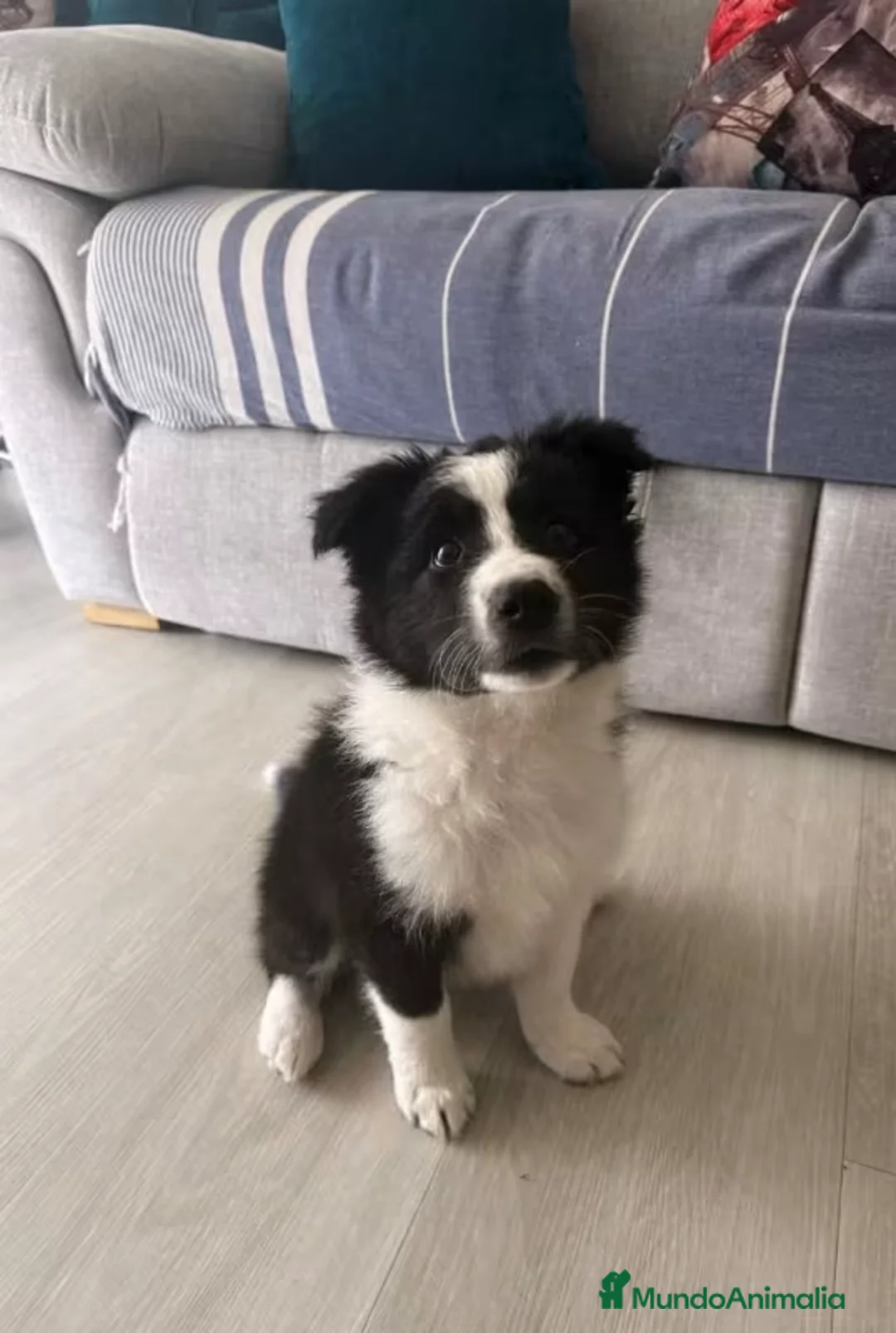 Border Collie perros en venta: BORDER COLLIE TODA ESPAÑA  - Anuncio 3