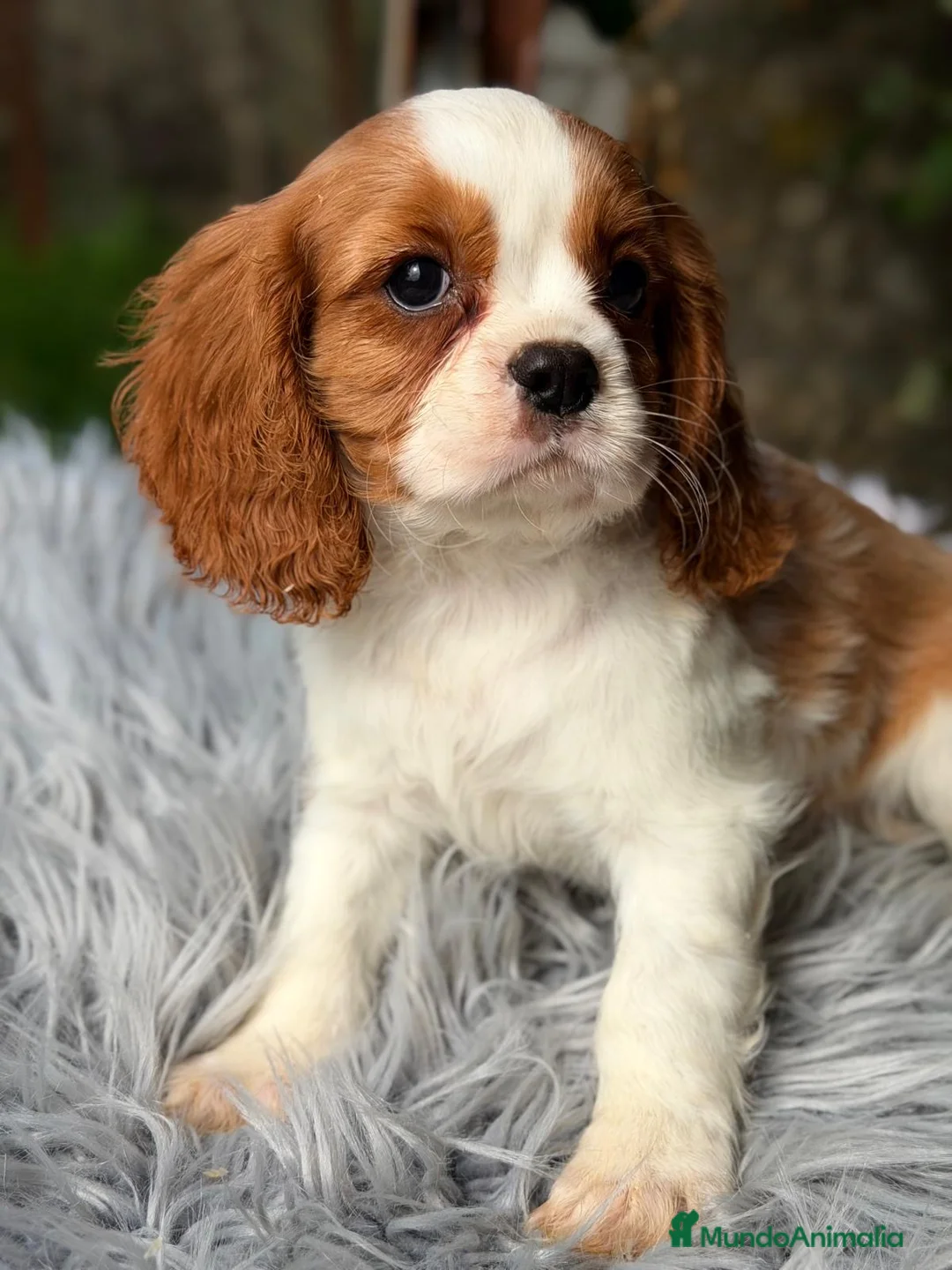 Cavalier King Charles Spaniel perros en venta: CAVALIER MACHO DISPONIBLE - Anuncio 5