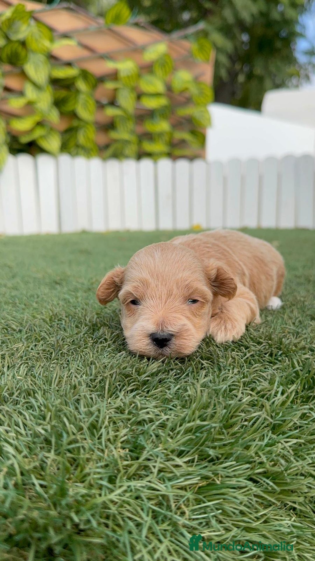 Maltipoo perros en venta: MALTIPOO - Imagen 7
