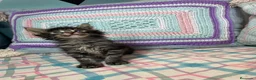 Maine Coon gatos en venta: Black tabby y Blue tabby - Anuncio 8