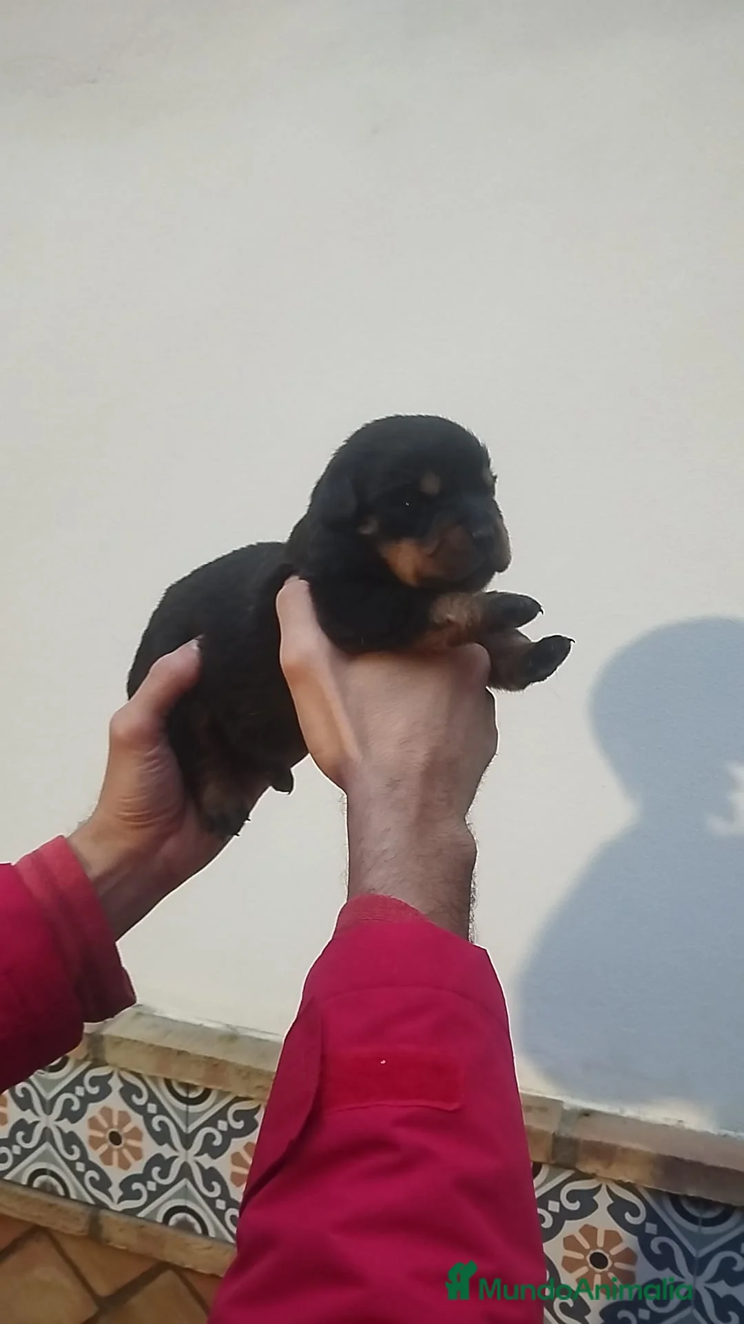 Rottweiler perros en venta: Rottweiler  - Anuncio 7
