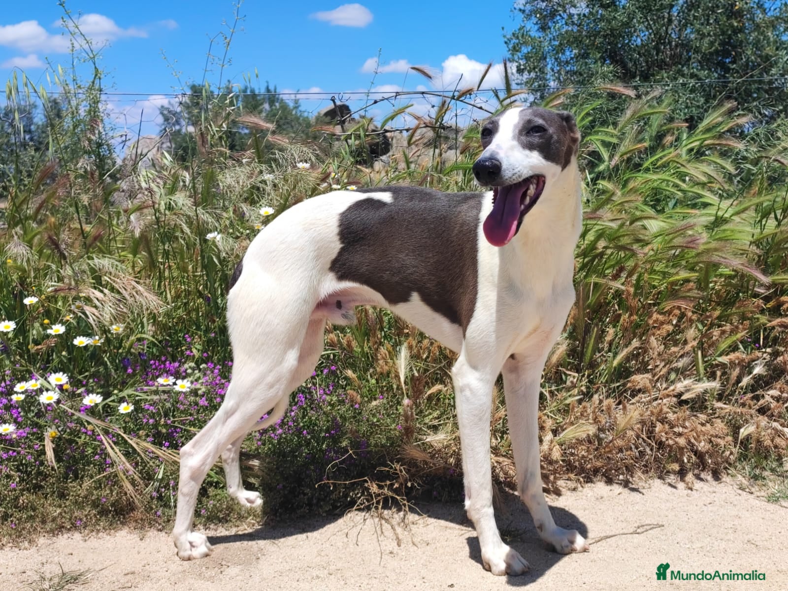 Whippet perros WHIPPET MONTAS - Anuncio 2