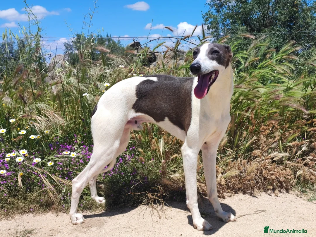 Whippet perros para monta: WHIPPET MONTAS - Anuncio 2