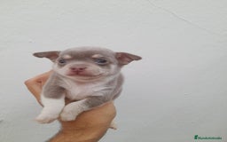 Chihuahua perros en venta: Chihuahua macho  - Imagen 1