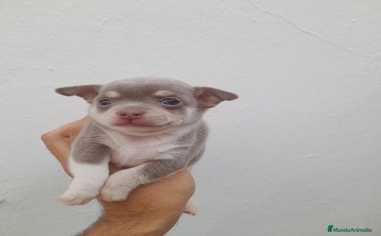 Chihuahua perros - Anuncio 1