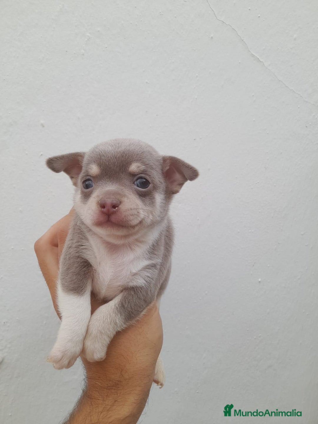 Chihuahua perros en venta: Chihuahua macho  - Imagen 1