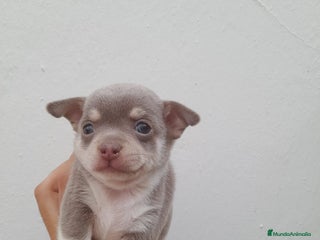 Chihuahua perros - Anuncio 10