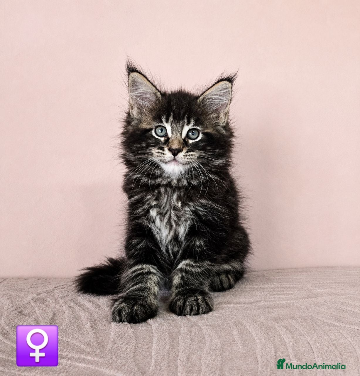 Maine Coon gatos Gatitas Maine Coon Hembras - Anuncio 2