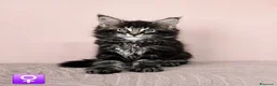 Maine Coon gatos en venta: Gatitas Maine Coon Hembras - Anuncio 2