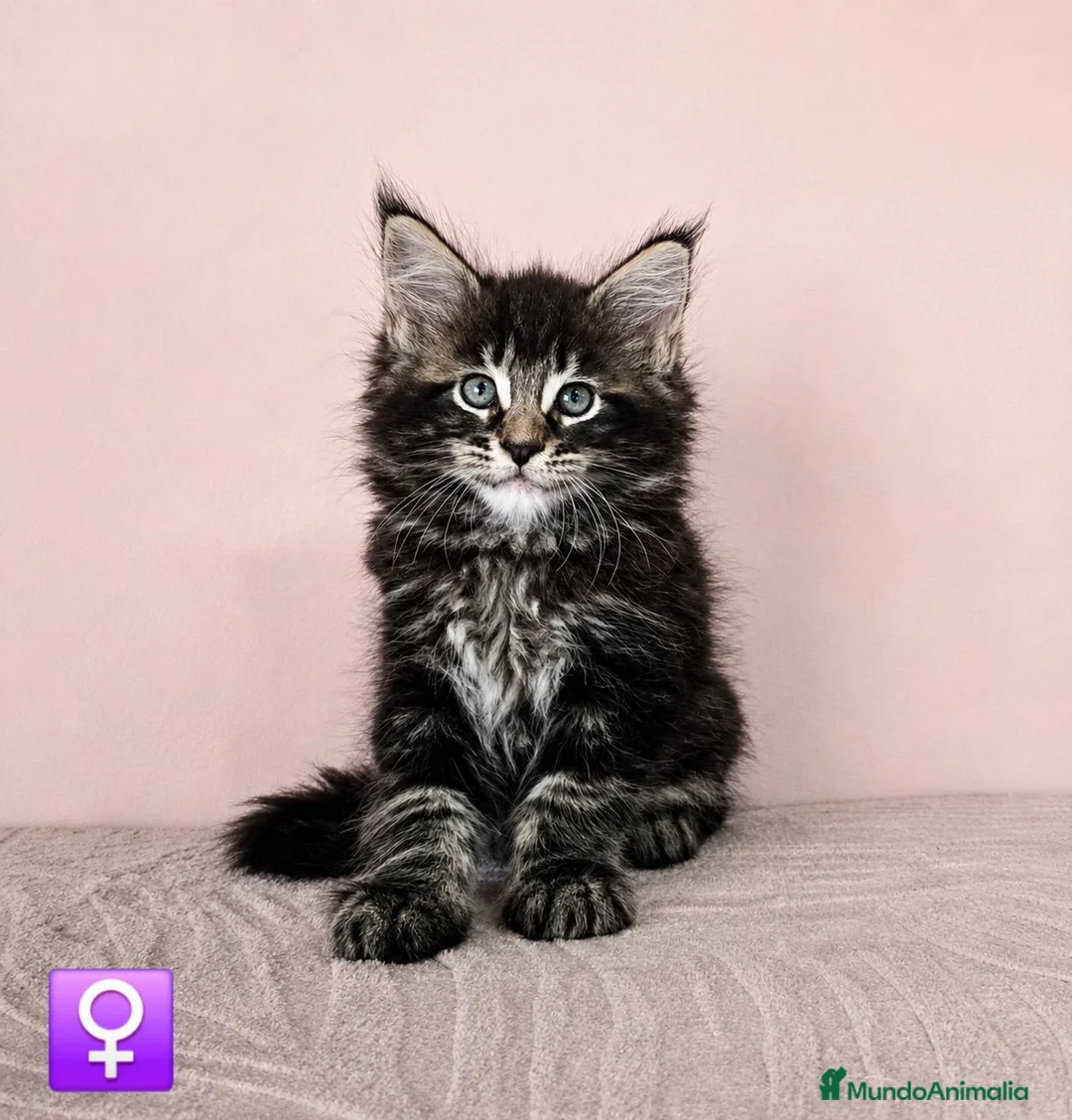 Maine Coon gatos en venta: Gatitas Maine Coon Hembras - Anuncio 2