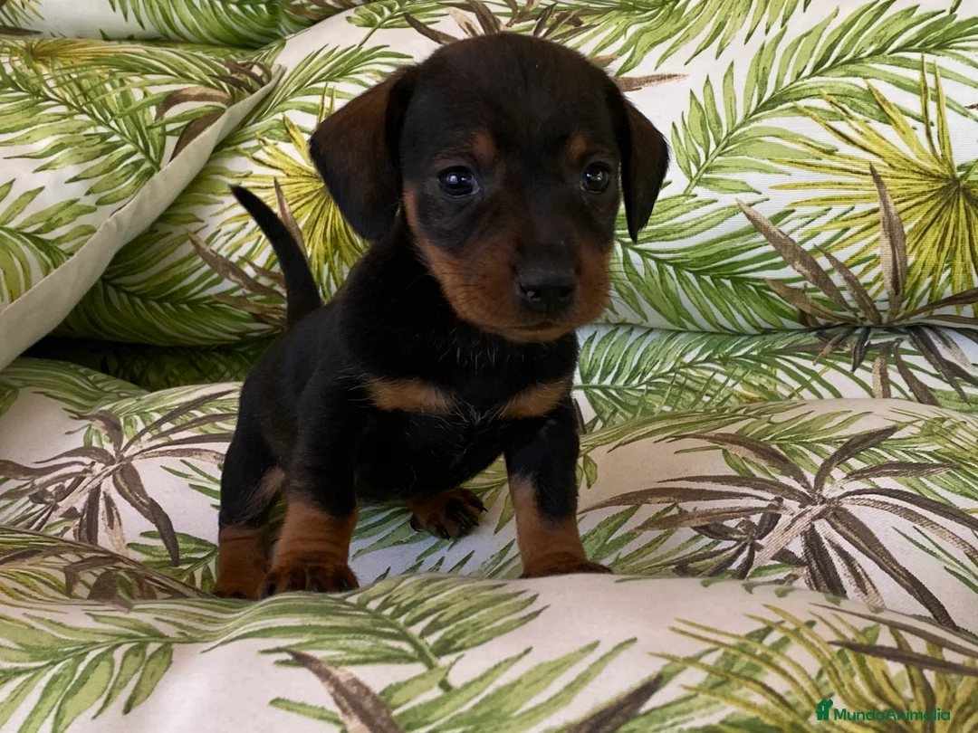 Teckel Miniatura perros en venta: Teckel miniatura. !!  en Ciudad Real - Anuncio 8