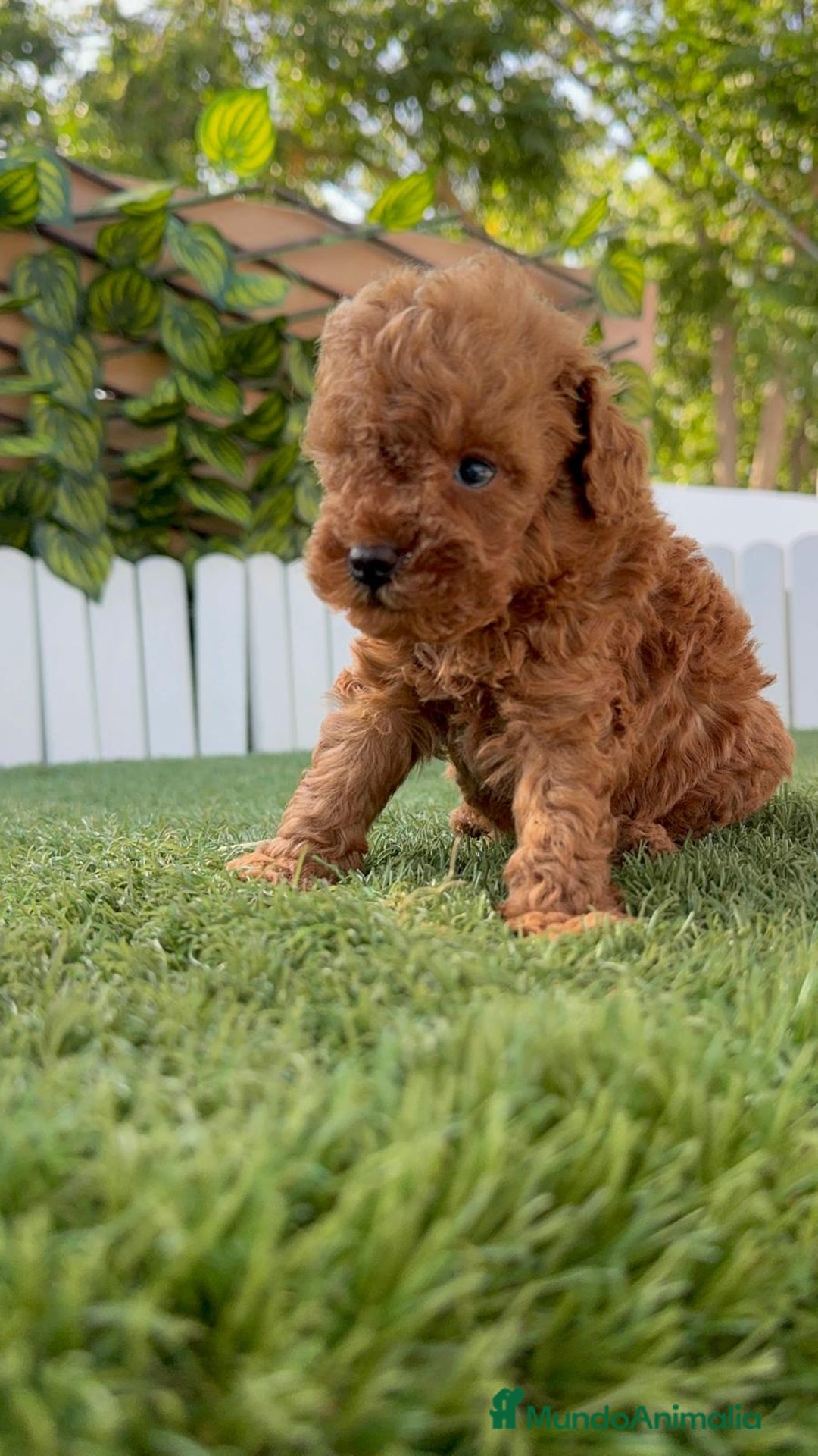 Caniche Toy perros en venta: CANICHE TOY ROJO MACHO - Imagen 14