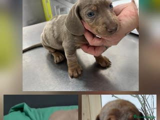 Teckel perros Teckel Mini - Anuncio 1