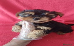Yorkshire Terrier perros en venta: Yorkshire Terrier Mini  - Imagen 1