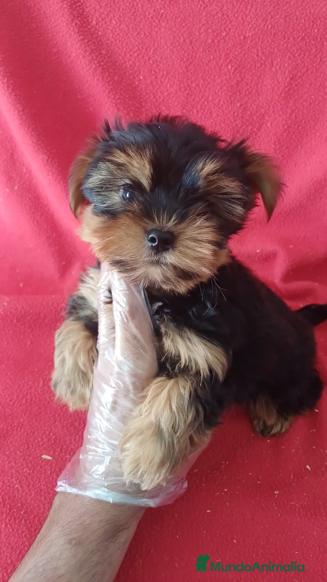 Yorkshire Terrier perros en venta: Yorkshire Terrier Mini  - Imagen 1