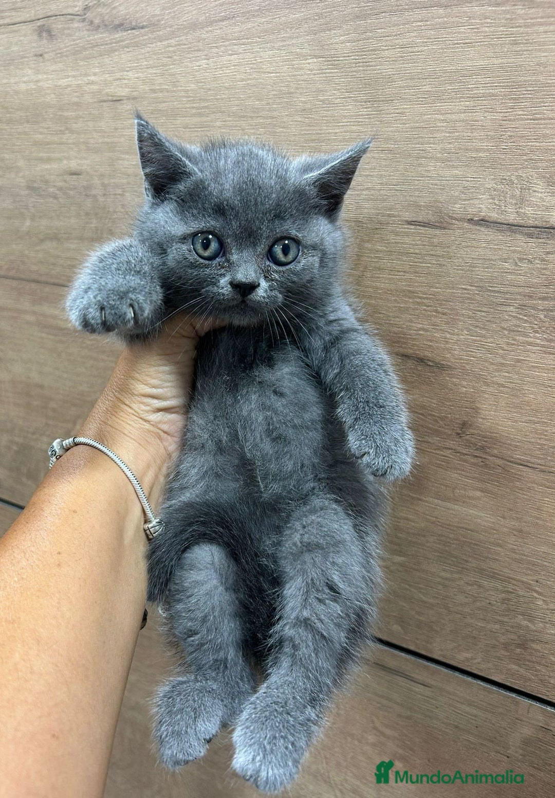 Británico de Pelo Corto Azul gatos en venta: British shorthair blue - Anuncio 1