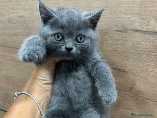 Británico de Pelo Corto Azul gatos British shorthair blue - Anuncio 1