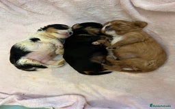 Cavalier King Charles Spaniel perros en venta: Cavalier toy - Imagen 2