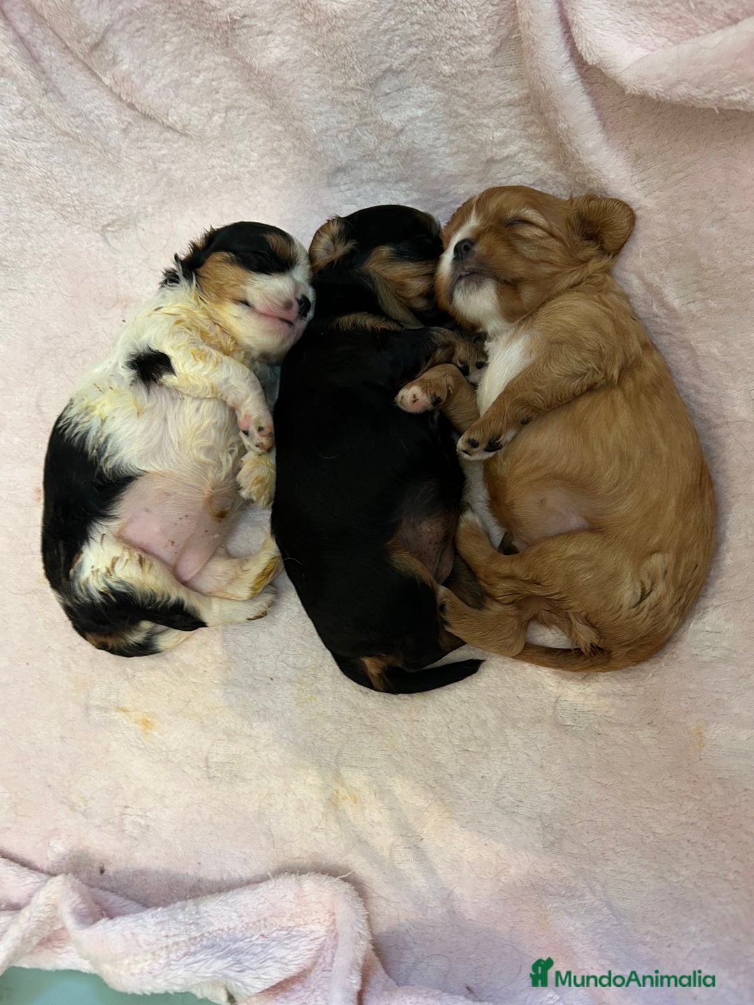 Cavalier King Charles Spaniel perros en venta: Cavalier toy - Imagen 2