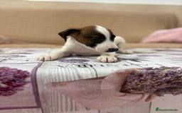 Jack Russell Terrier perros en venta: Jack Russell  - Imagen 3