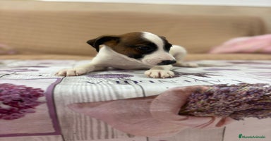 Jack Russell Terrier perros - Anuncio 13
