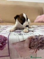 Jack Russell Terrier perros - Anuncio 1
