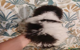 Perro de Agua Español perros en venta: Rabon de nacimiento ❗❗ - Imagen 4