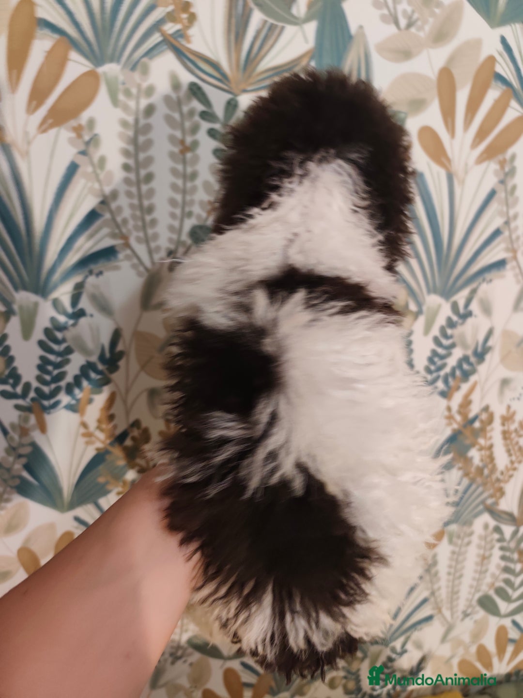 Perro de Agua Español perros en venta: Rabon de nacimiento ❗❗ - Imagen 4