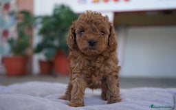 Caniche Toy perros en venta: 🐾 Atom – Caniche Toy rojo ❤️ - Imagen 3