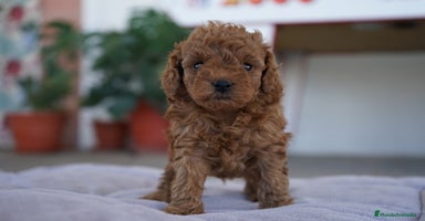 Caniche Toy perros - Anuncio 16