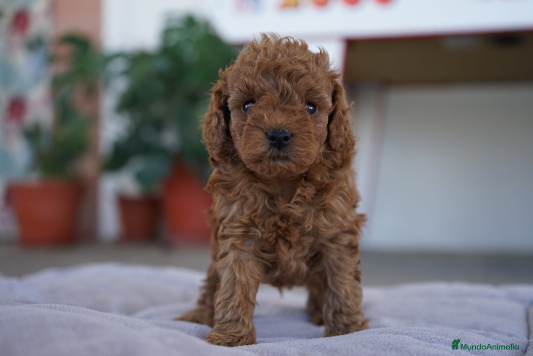 Caniche Toy perros en venta: 🐾 Atom – Caniche Toy rojo ❤️ - Imagen 3