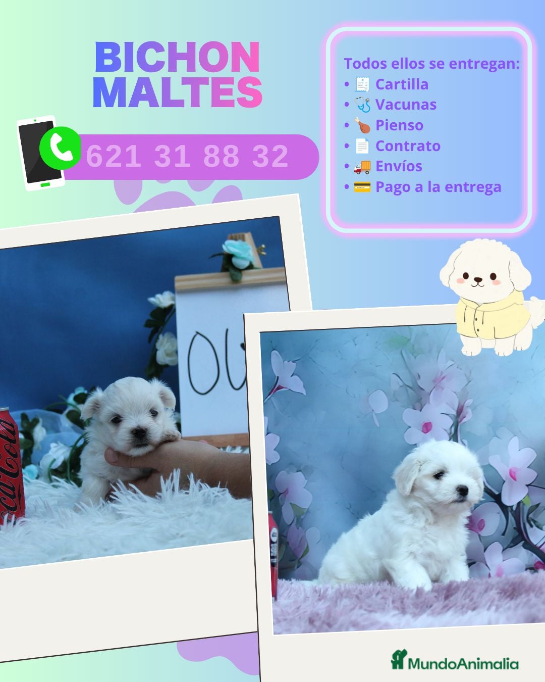 Bichón Maltés perros Preciosos bichón maltés enano  - Anuncio 1