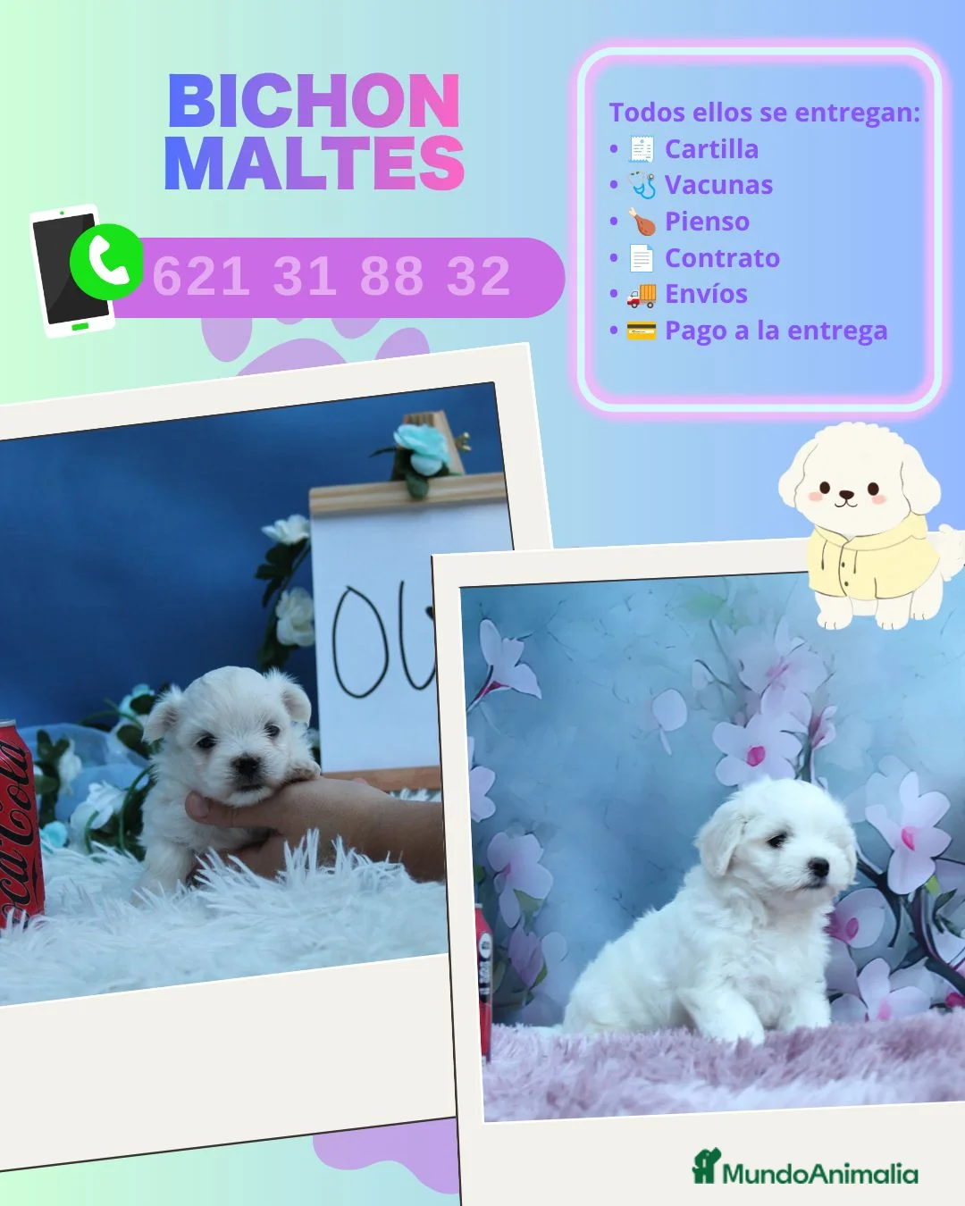 Bichón Maltés perros en venta: Preciosos bichón maltés enano  - Anuncio 1
