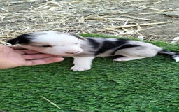 Border Collie perros en venta: Bordes collie - Imagen 4
