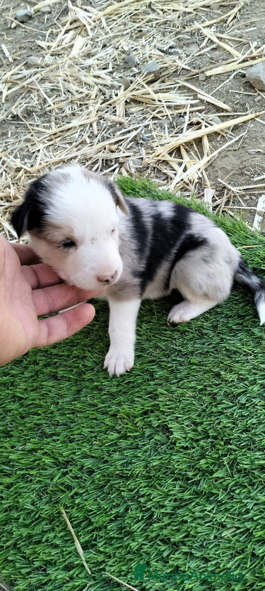 Border Collie perros en venta: Bordes collie - Imagen 4