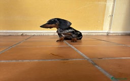 Teckel Miniatura perros en venta: Teckel Kaninchen arlequín Merle plata  - Anuncio 6