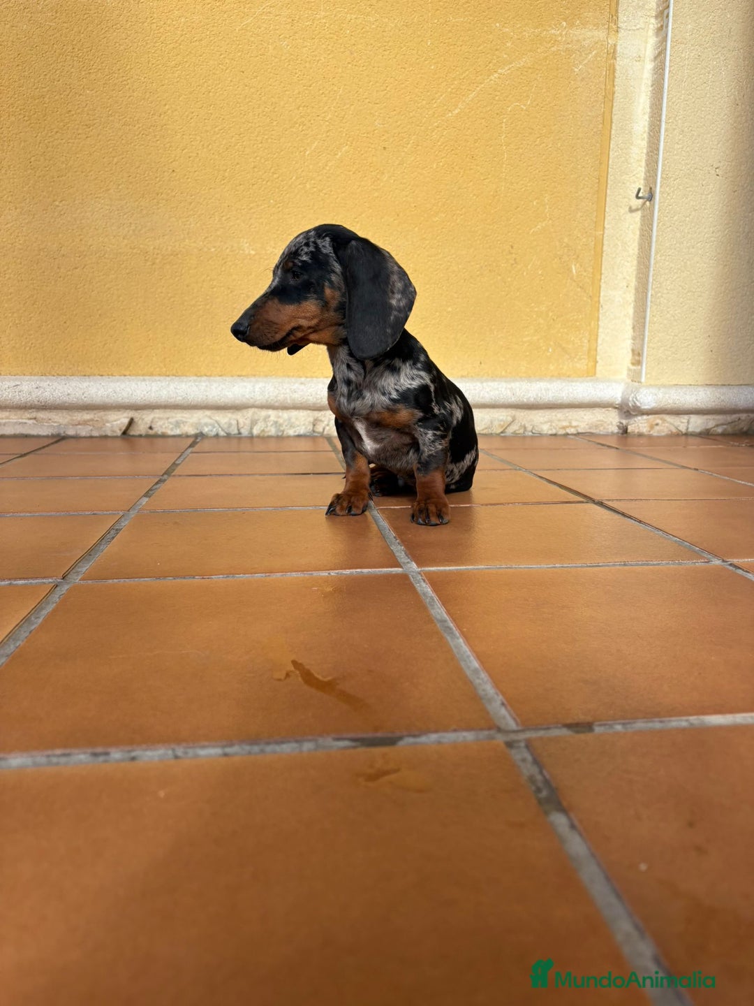 Teckel Miniatura perros en venta: Teckel Kaninchen arlequín Merle plata  - Anuncio 6