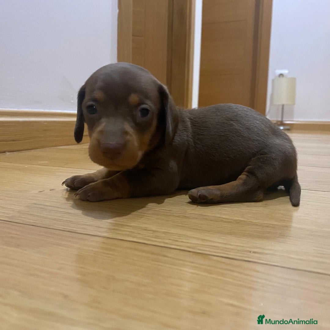 Teckel perros en venta: 🐾 TECKEL KANICHEN MACHOS – CRIADOS CON AMOR 🐾 - Anuncio 5